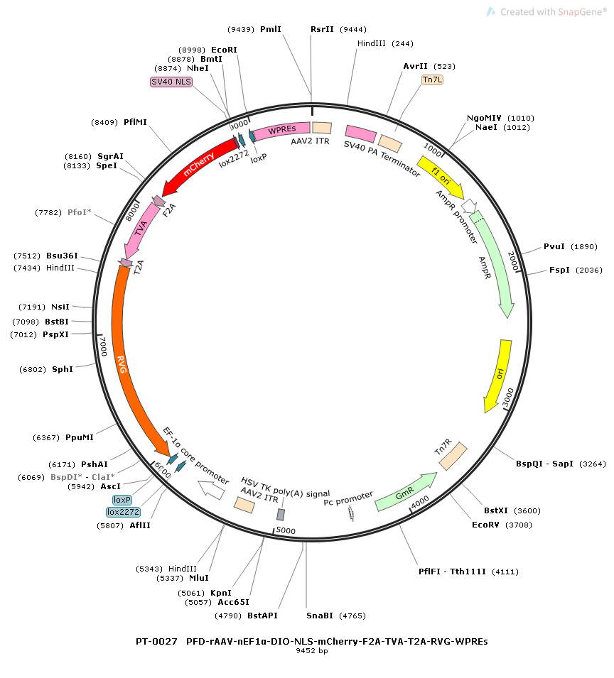 rAAV-nEf1α-DIO-mCherry-2A-TVA-2A-RVG-WPREs