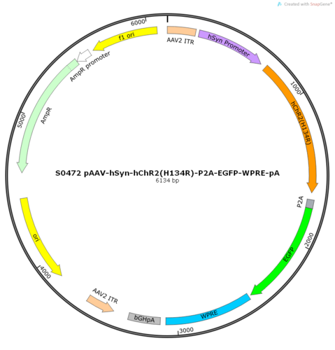 AAV2/8-hSyn-hChR2(H134R)-ER2-P2A-EGFP-WPRE-pA