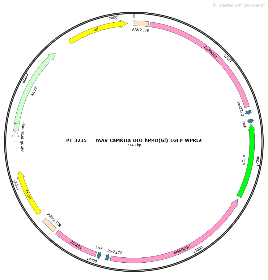 rAAV-CaMKIIa-DIO-hM4D(Gi)-EGFP-WPREs