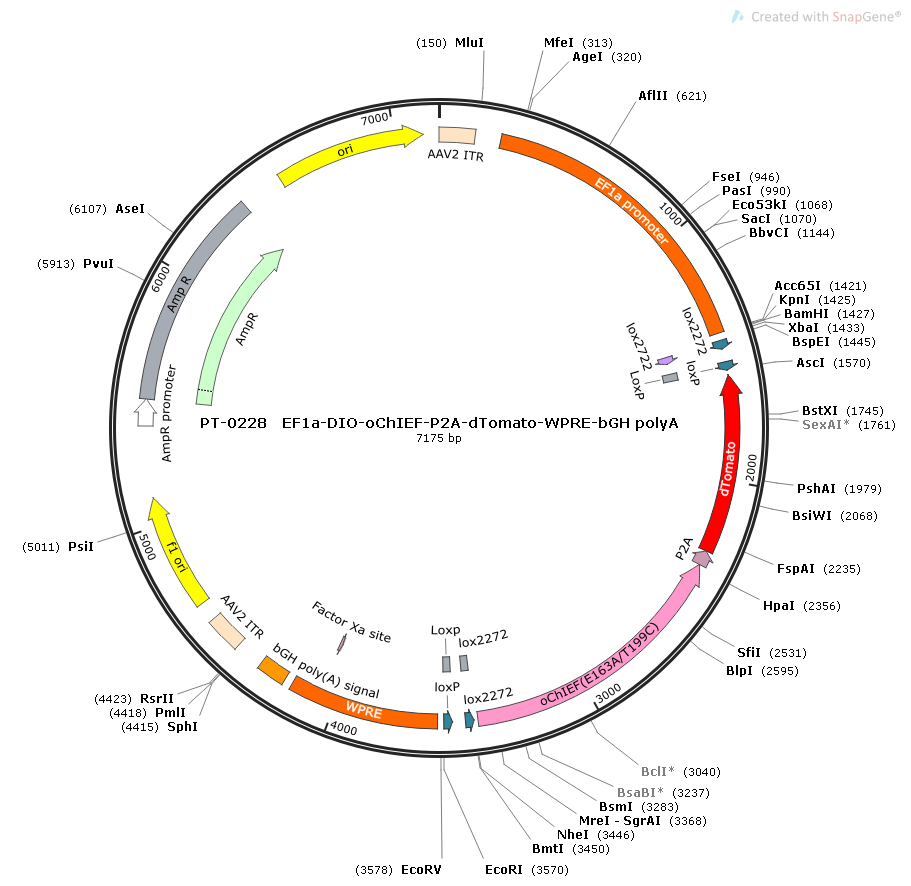 rAAV-EF1α-DIO-OChIEF(E163A/T199C)-P2A-dTomato-WPRE-bGH polyA