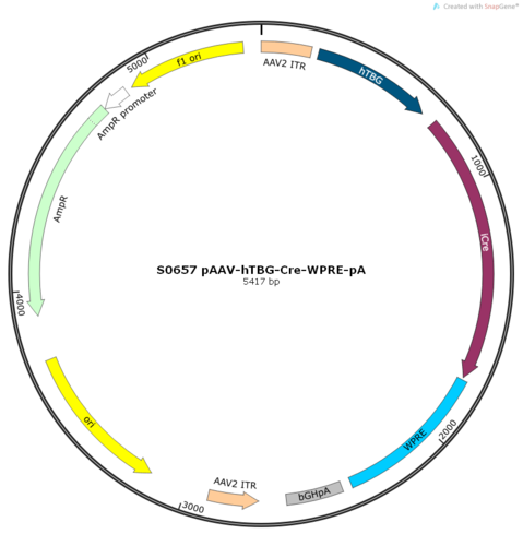 AAV2/8-hTBG-iCre-WPRE-pA