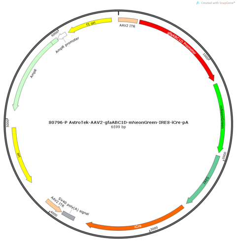 AstroTekII-AAV2/5-gfaABC1D-mNeonGreen-IRES-iCre-pA