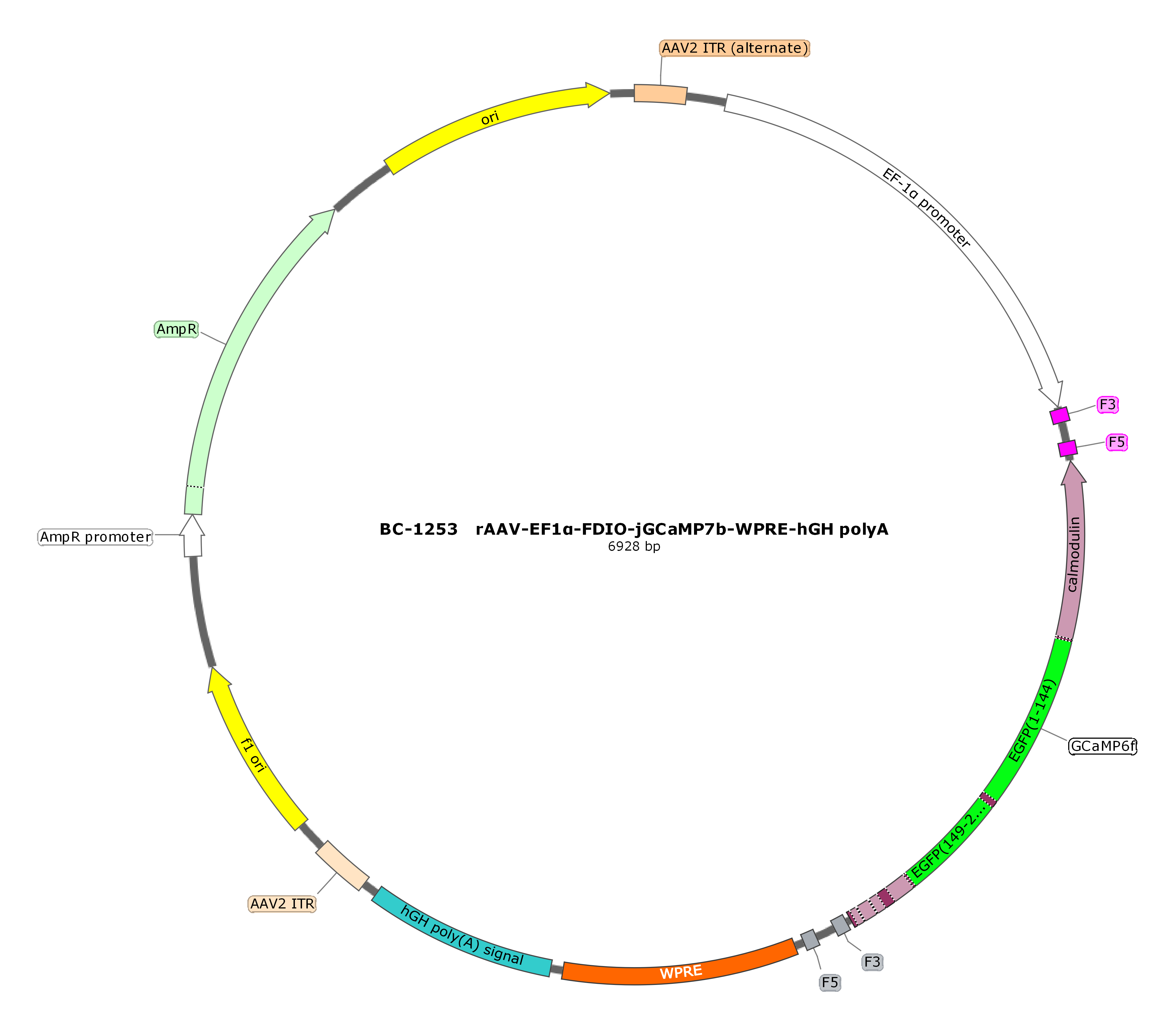rAAV-EF1α-FDIO-jGCaMP7b