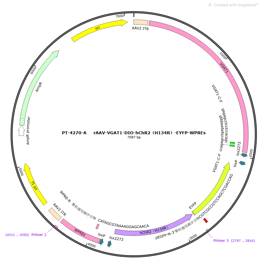 PFD-rAAV-VGAT1-DIO-hChR2(H134R)-EYFP-WPREs