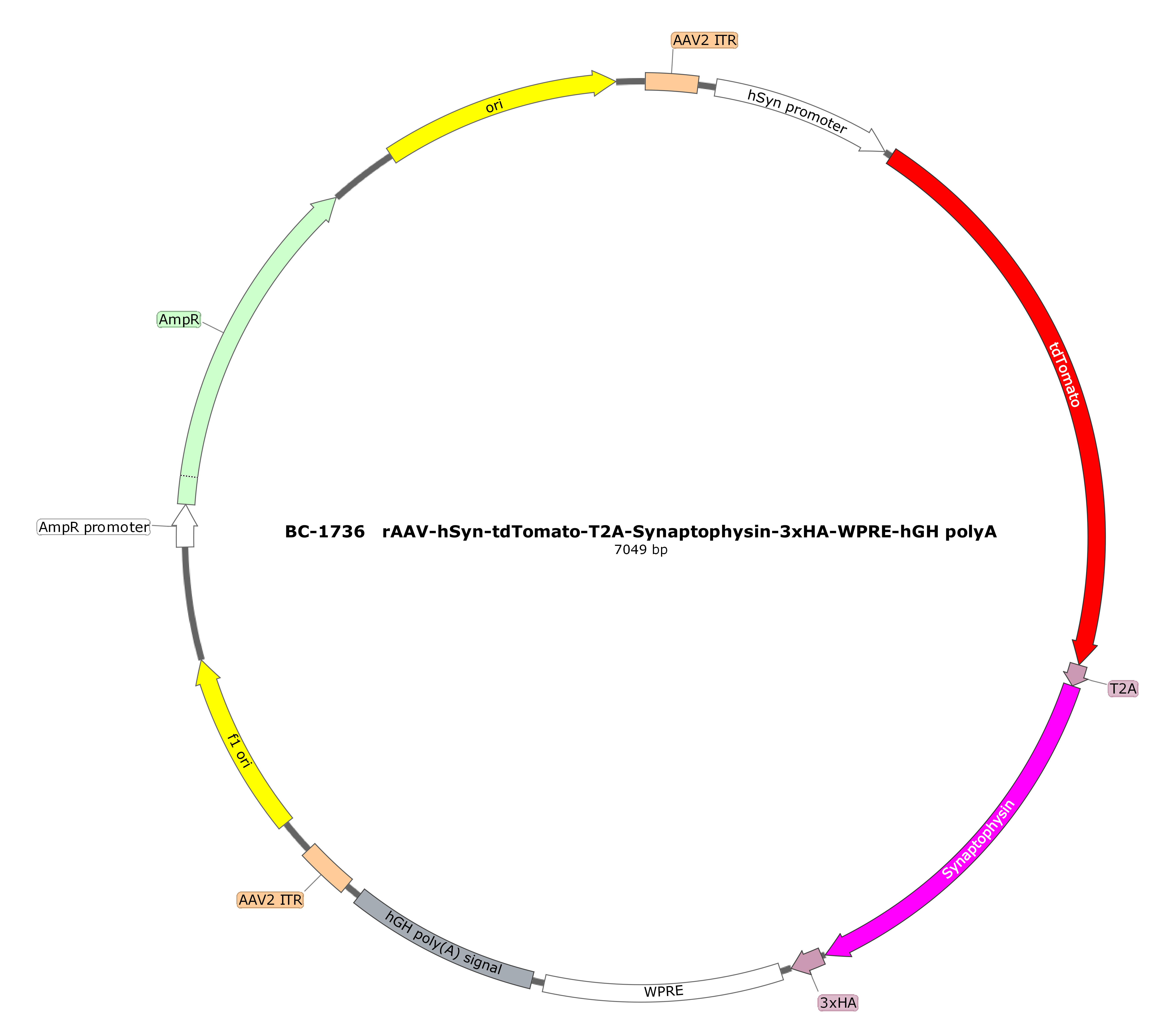 rAAV-hSyn-tdTomato-T2A-Synaptophysin-3xHA