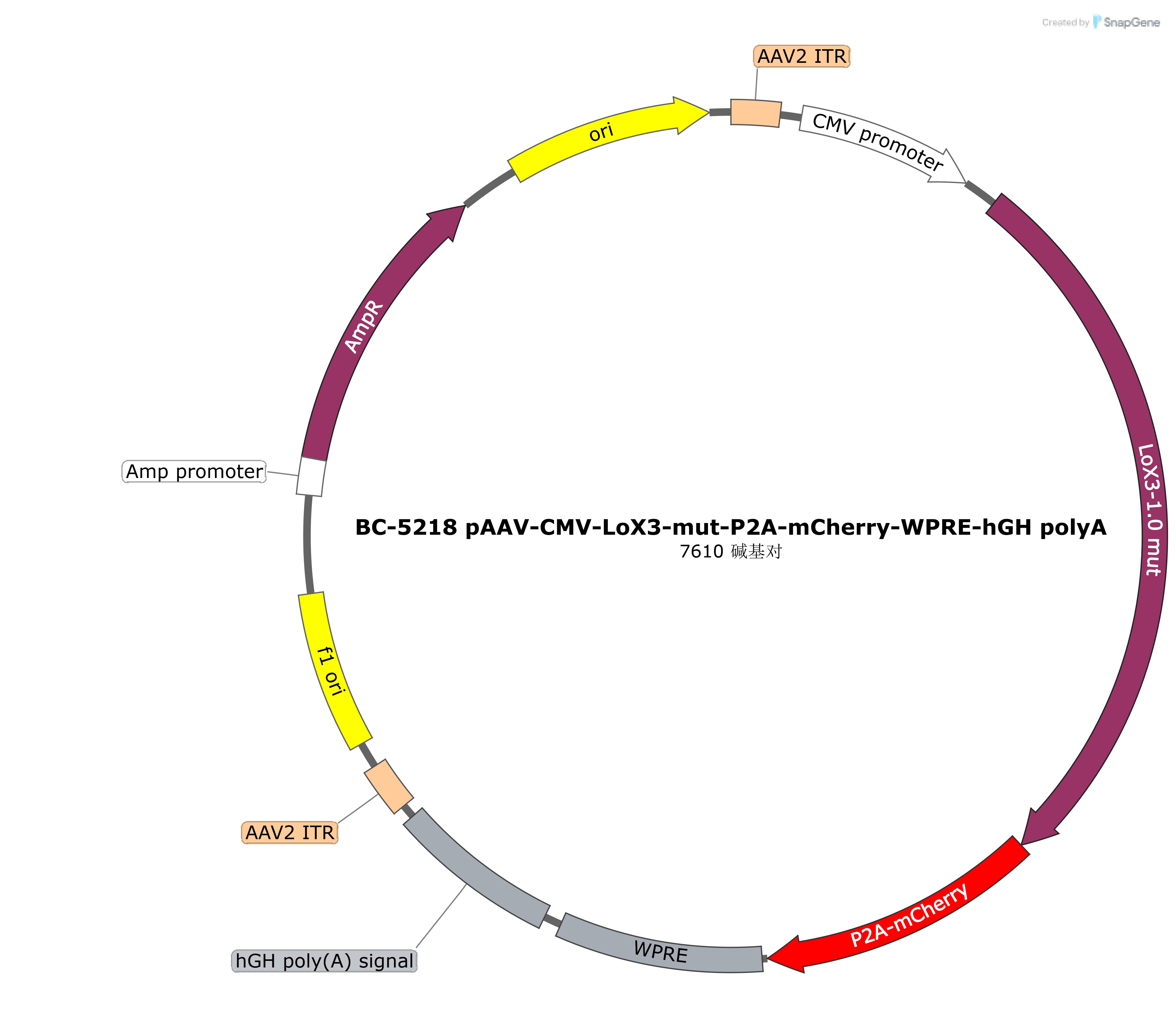 rAAV-CMV-LoX3-mut-P2A-mCherry