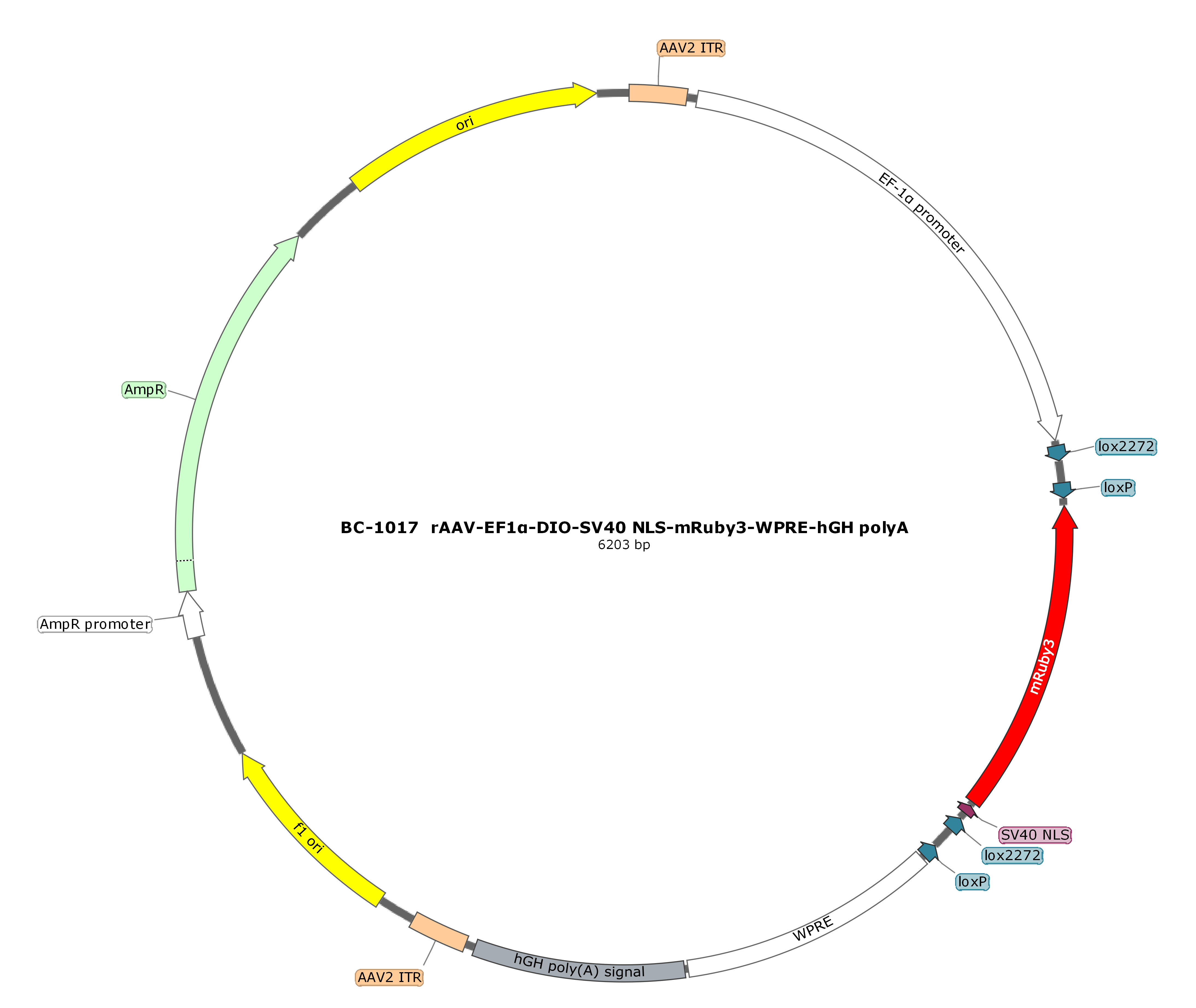 rAAV-EF1α-DIO-NLS-mRuby3