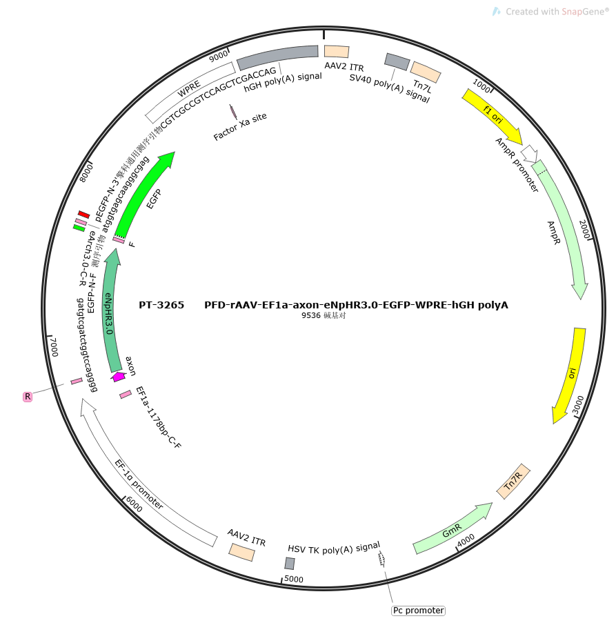 PFD-rAAV-EF1a-axon-eNpHR3.0-EGFP-WPRE-hGH polyA