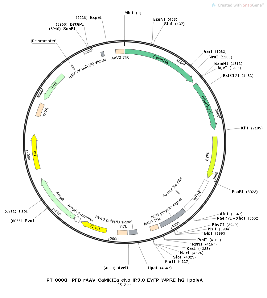 rAAV-CaMKIIa-eNpHR3.0-EYFP-WPRE-hGH polyA