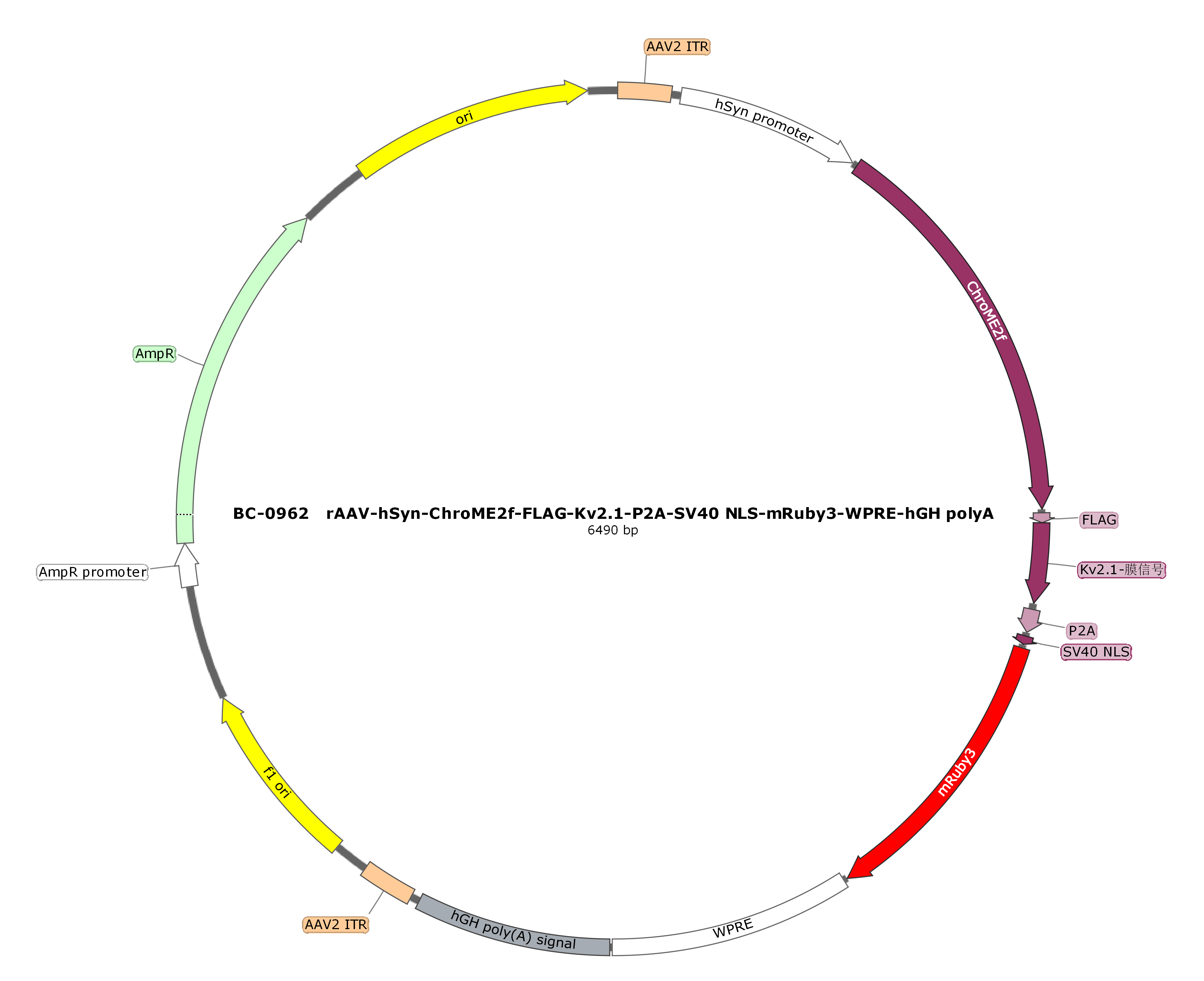 rAAV-hSyn-ChroME2f-ST-P2A-NLS-mRuby3