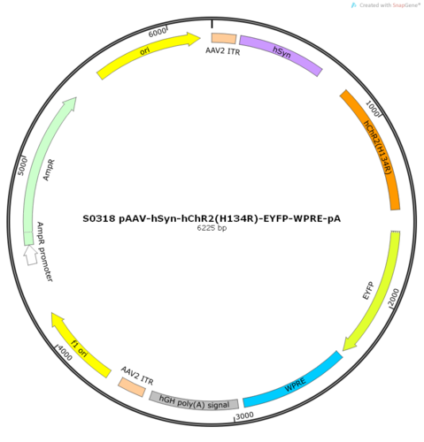 AAV2/8-hSyn-hChR2(H134R)-EYFP-ER2-WPRE-pA