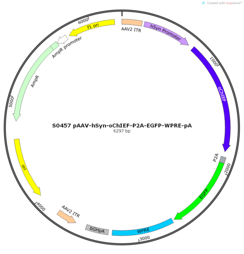 AAV2/9-hSyn-oChIEF-ER2-P2A-EGFP-WPRE-pA