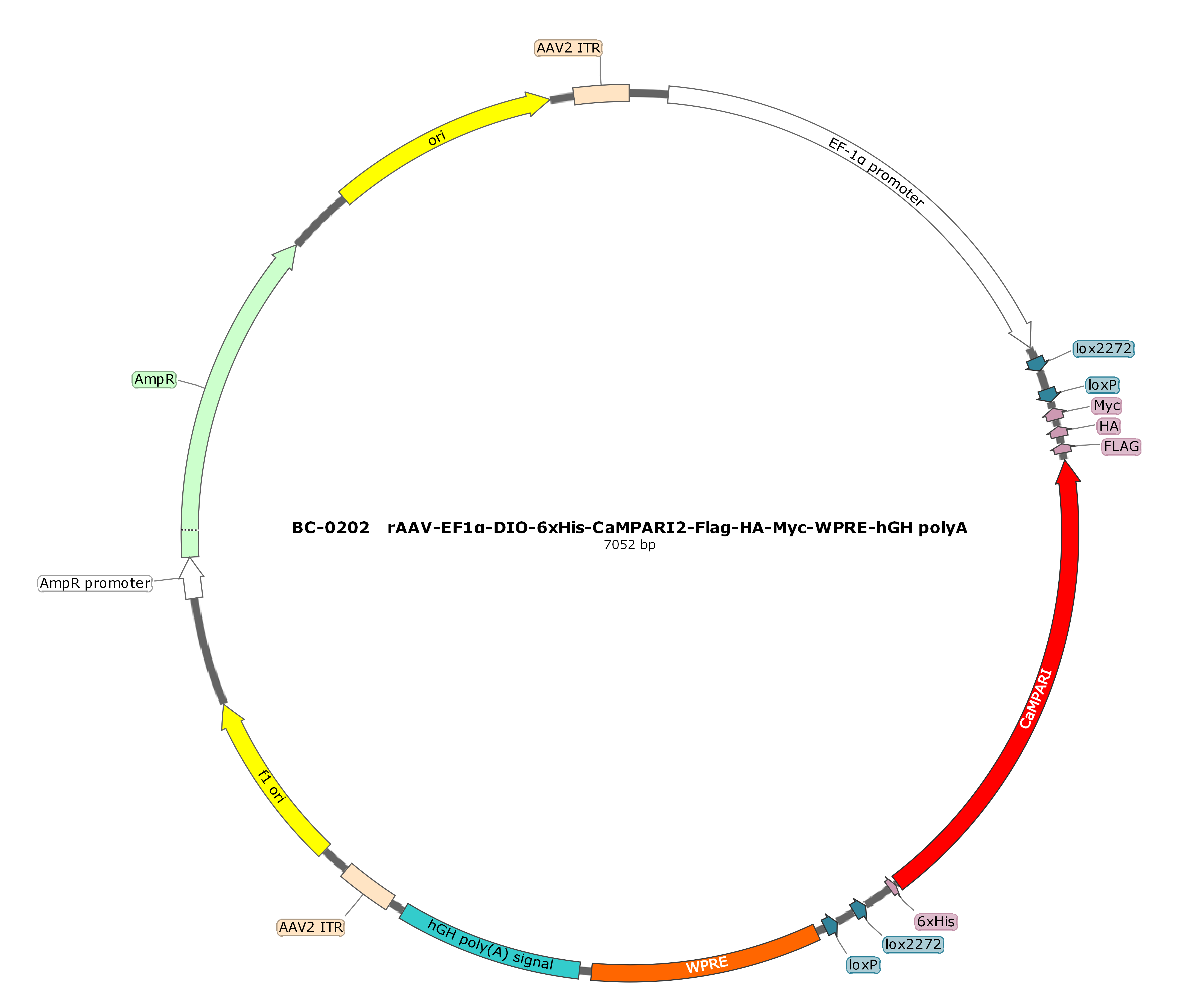 rAAV-EF1α-DIO-NES-6xHis-CaMPARI2-FLAG-HA-Myc