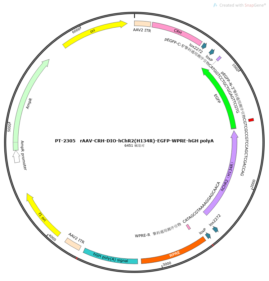 rAAV-CRH-DIO-hChR2(H134R)-EGFP-WPRE-hGH polyA