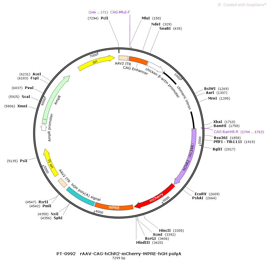 rAAV-CAG-hChR2(H134R)-mCherry-WPRE-hGH polyA