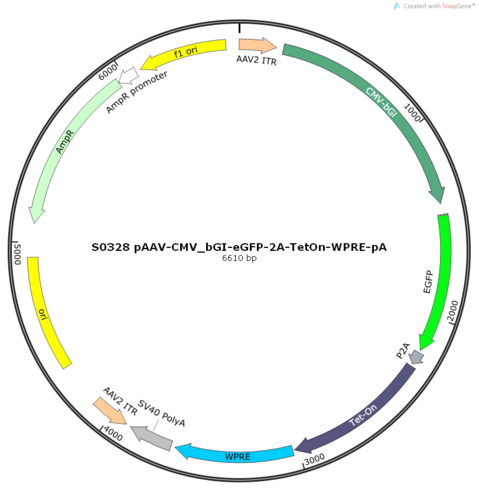 AAV2/9-CMV_bGI-eGFP-2A-TetOn-WPRE-pA
