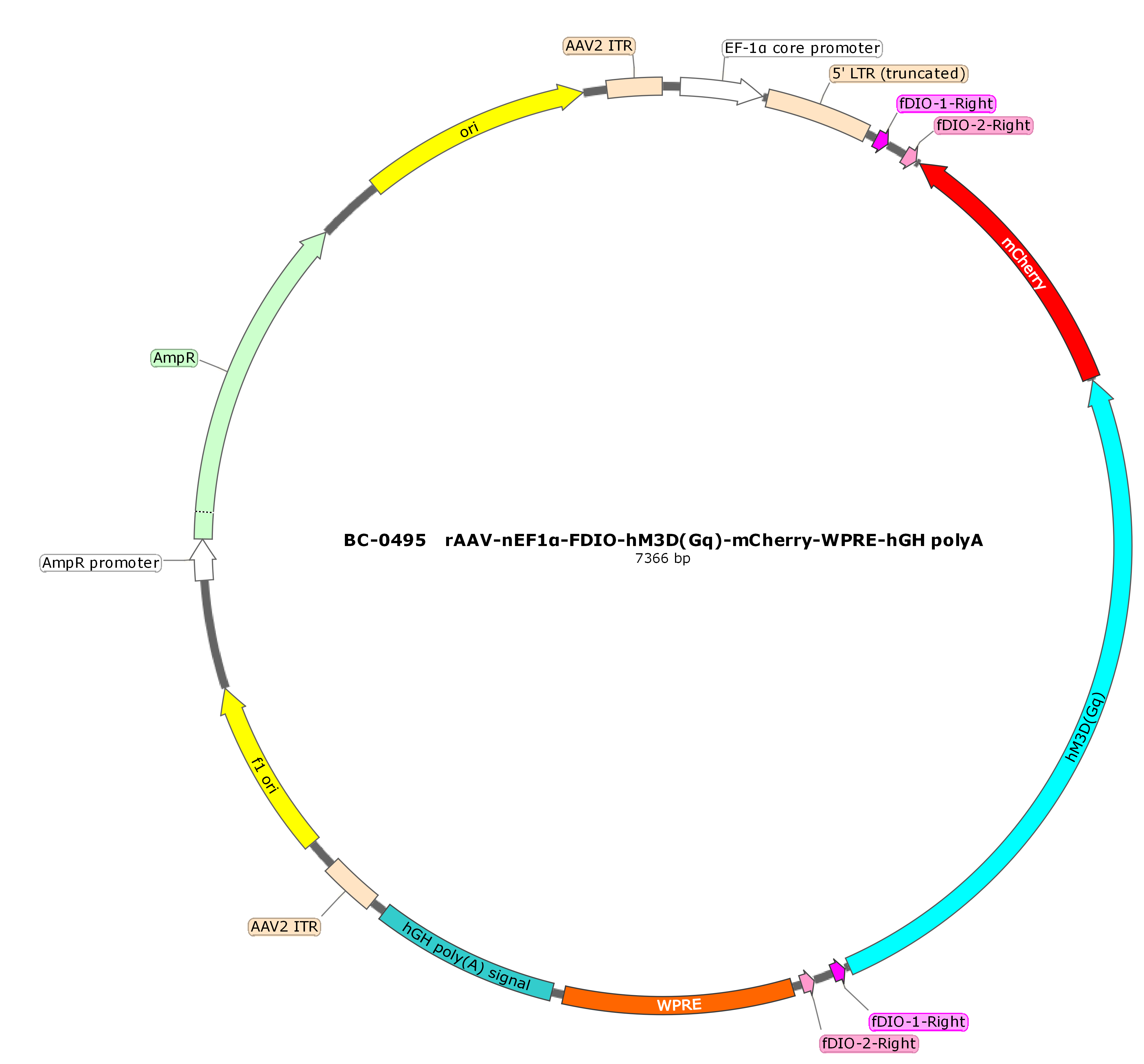 rAAV-nEF1α-FDIO-hM3D(Gq)-mCherry