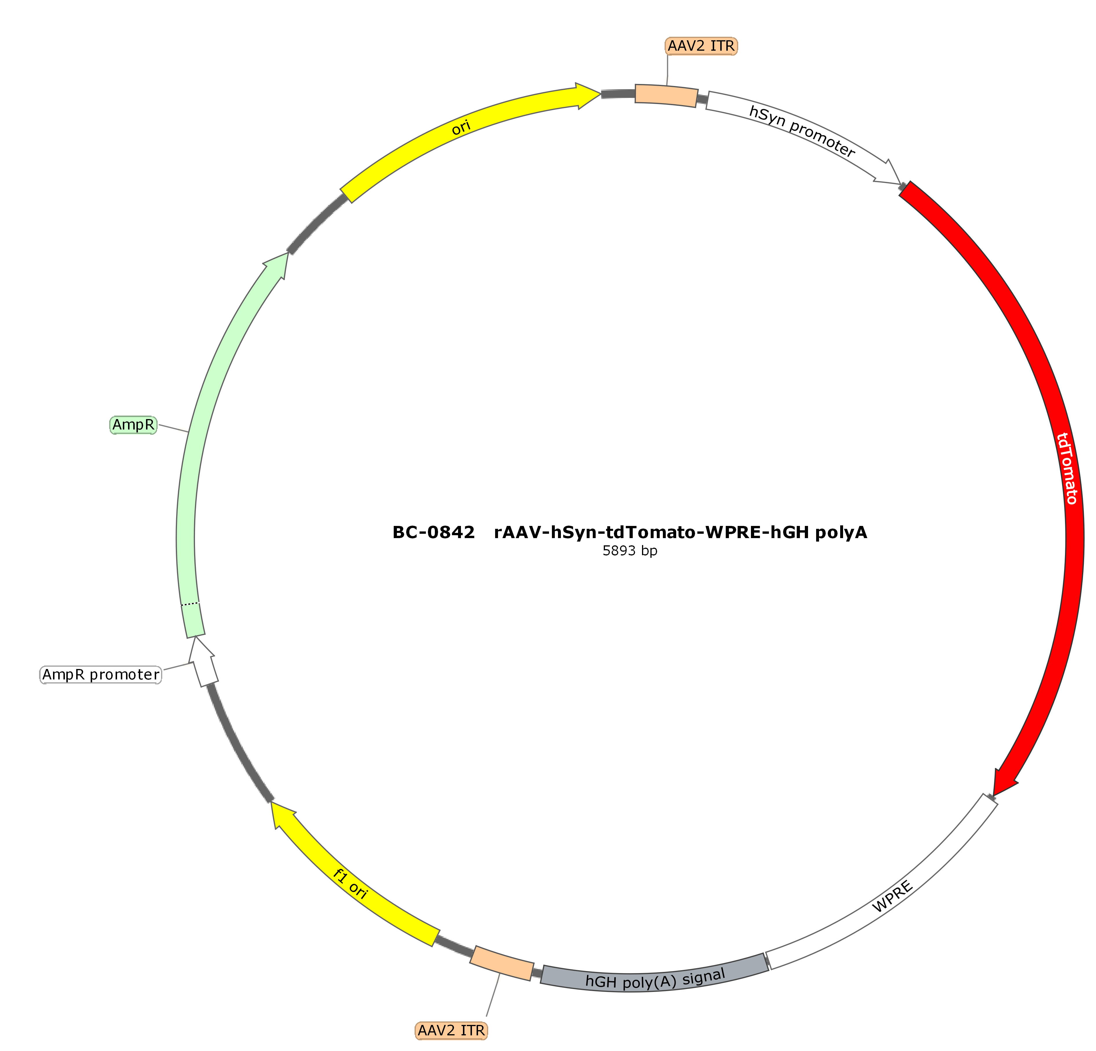 PFD-rAAV-hSyn-tdTomato-WPRE-hGH polyA