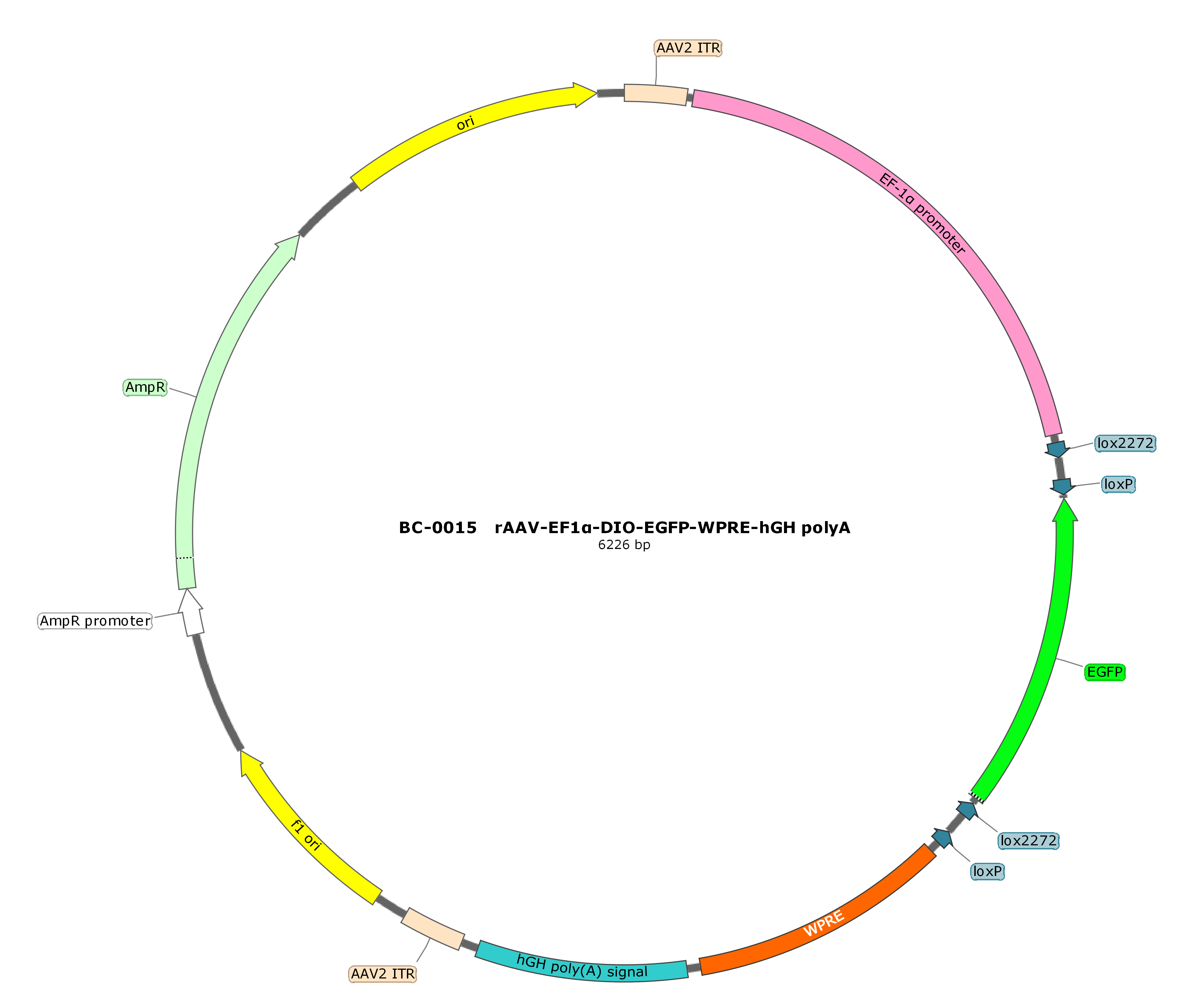 rAAV-EF1a-DIO-EGFP-WPRE-hGH polyA