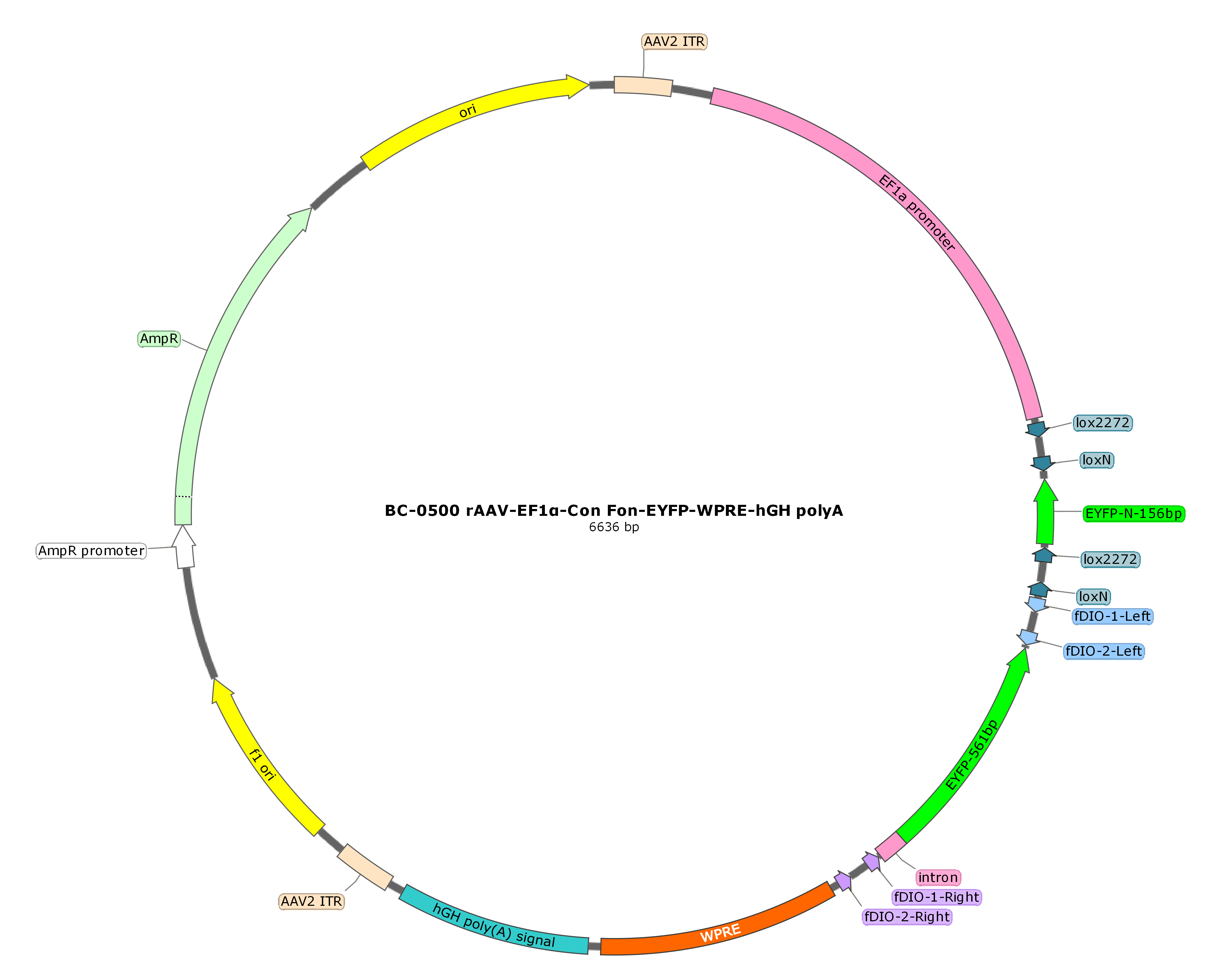 rAAV-EF1α-Con Fon EYFP-WPRE-hGH polyA