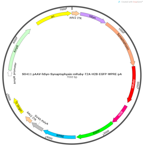 AAV2/PHP.eB-hSyn-Synaptophysin-mRuby-T2A-H2B-EGFP-WPRE-pA