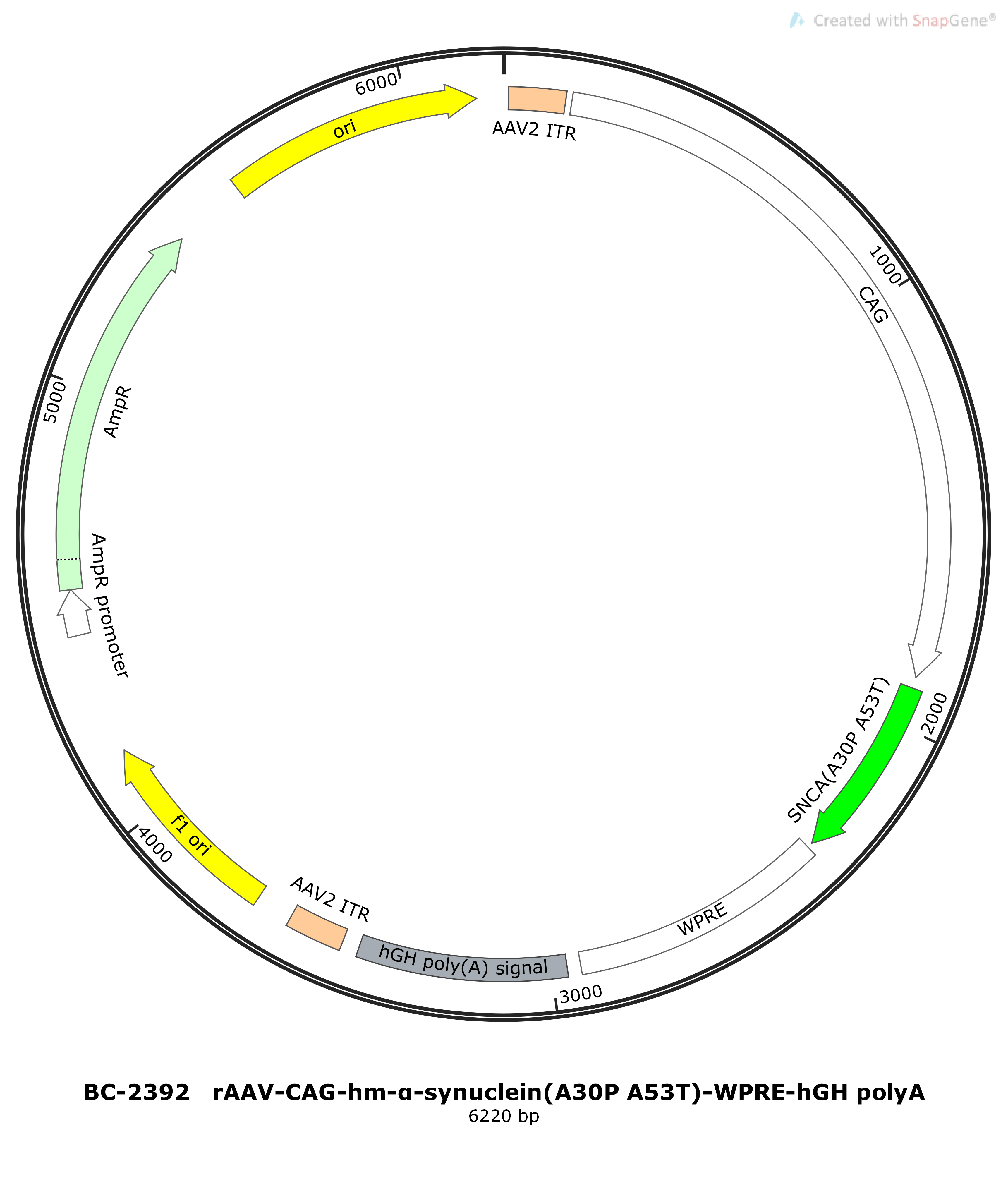 rAAV-CAG-hm-α-synuclein(A30P A53T)