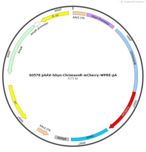 AAV2/2-hSyn-ChrimsonR-mCherry-ER2-WPRE-pA