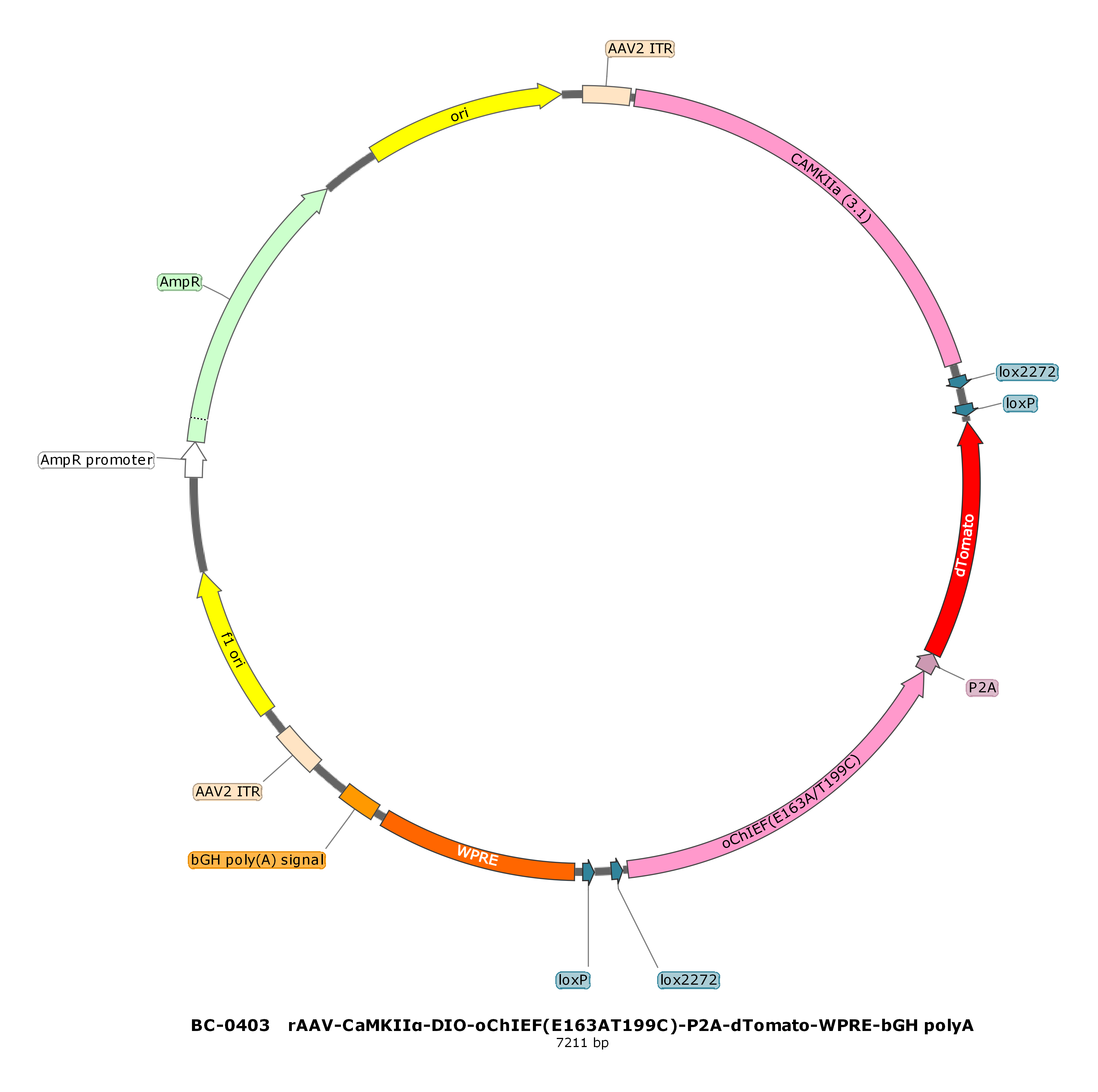 rAAV-CaMKIIα-DIO-oChIEF(E163A T199C)-P2A-dTomato