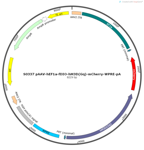 AAV2/9-hEF1a-fDIO-hM3D(Gq)-mCherry-ER2-WPRE-pA