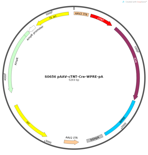 AAV2/9-cTNT-Cre-WPRE-pA
