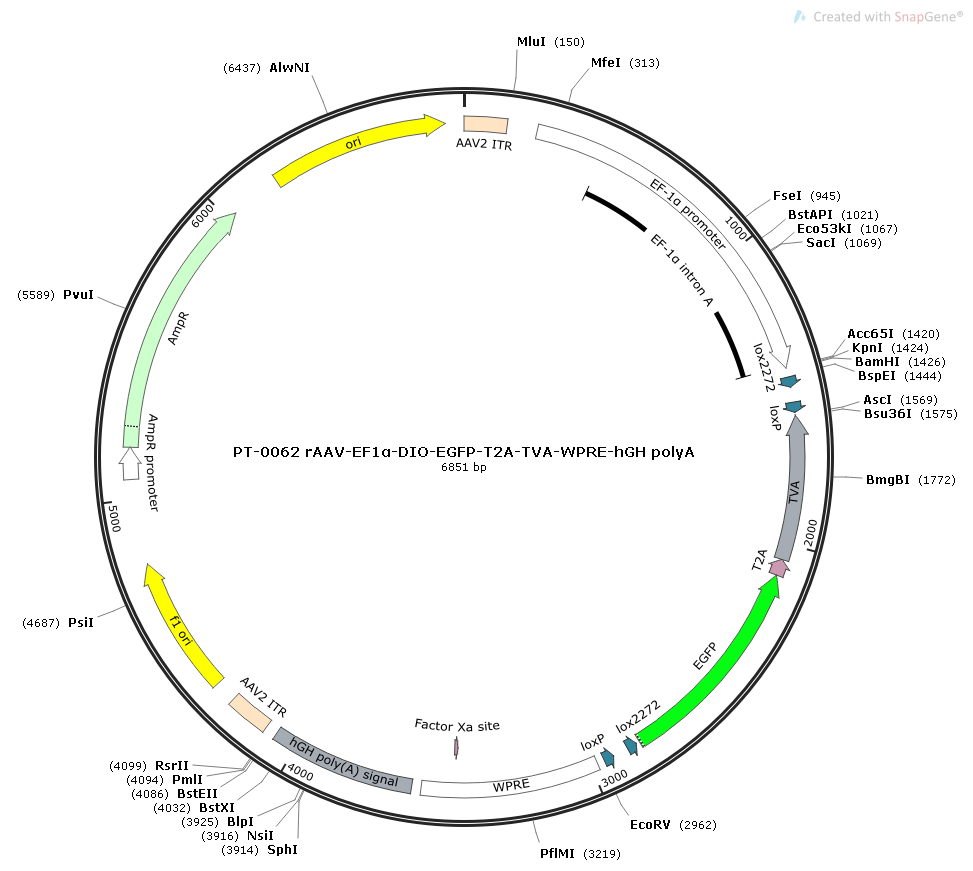 rAAV-Ef1α-DIO-EGFP-2A-TVA -WPRE-hGH polyA