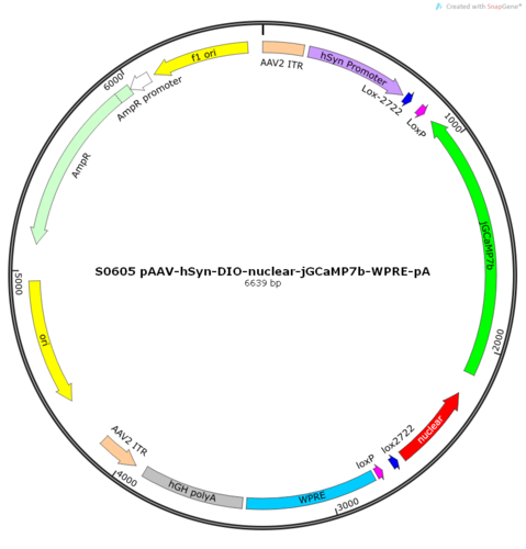 AAV2/9-hSyn-DIO-nuclear-jGCaMP7b-WPRE-pA