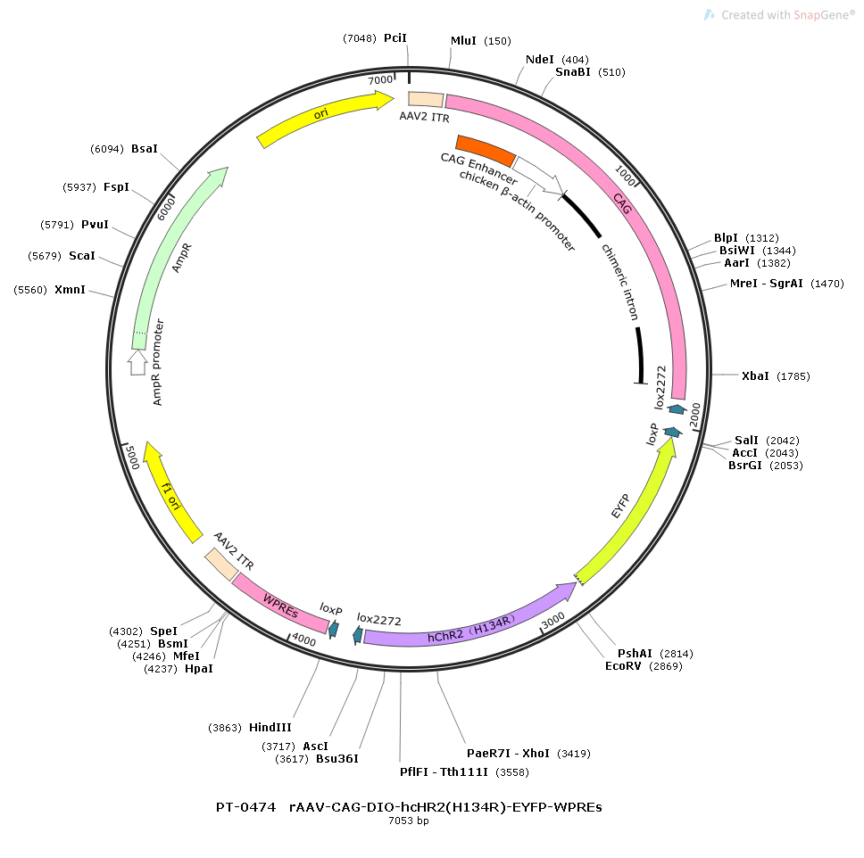 rAAV-CAG-DIO-hChR2(H134R)-EYFP-WPREs
