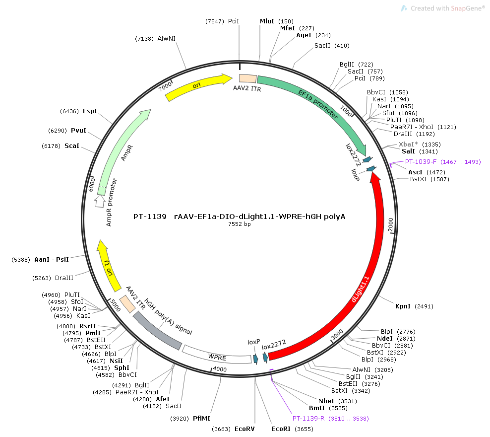 rAAV-EF1α-DIO-dLight1.1-WPRE-hGH polyA