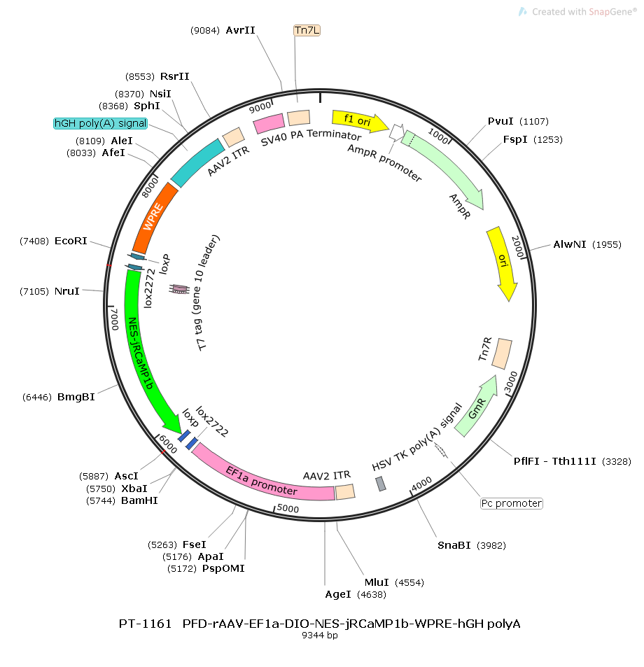PFD-rAAV-EF1α-DIO-NES-jRCaMP1b-WPRE-hGH polyA