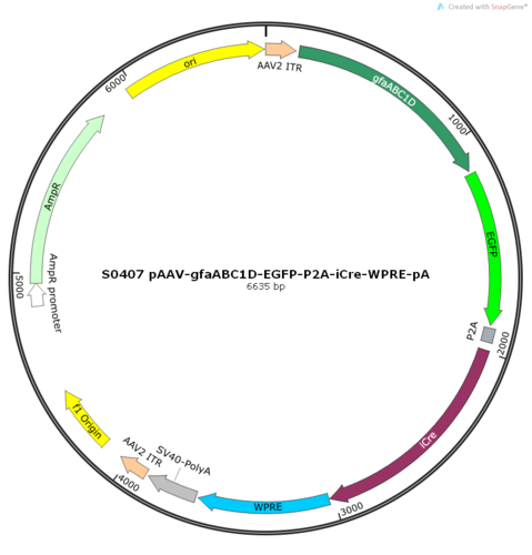 AAV2/8-gfaABC1D-EGFP-P2A-iCre-WPRE-pA