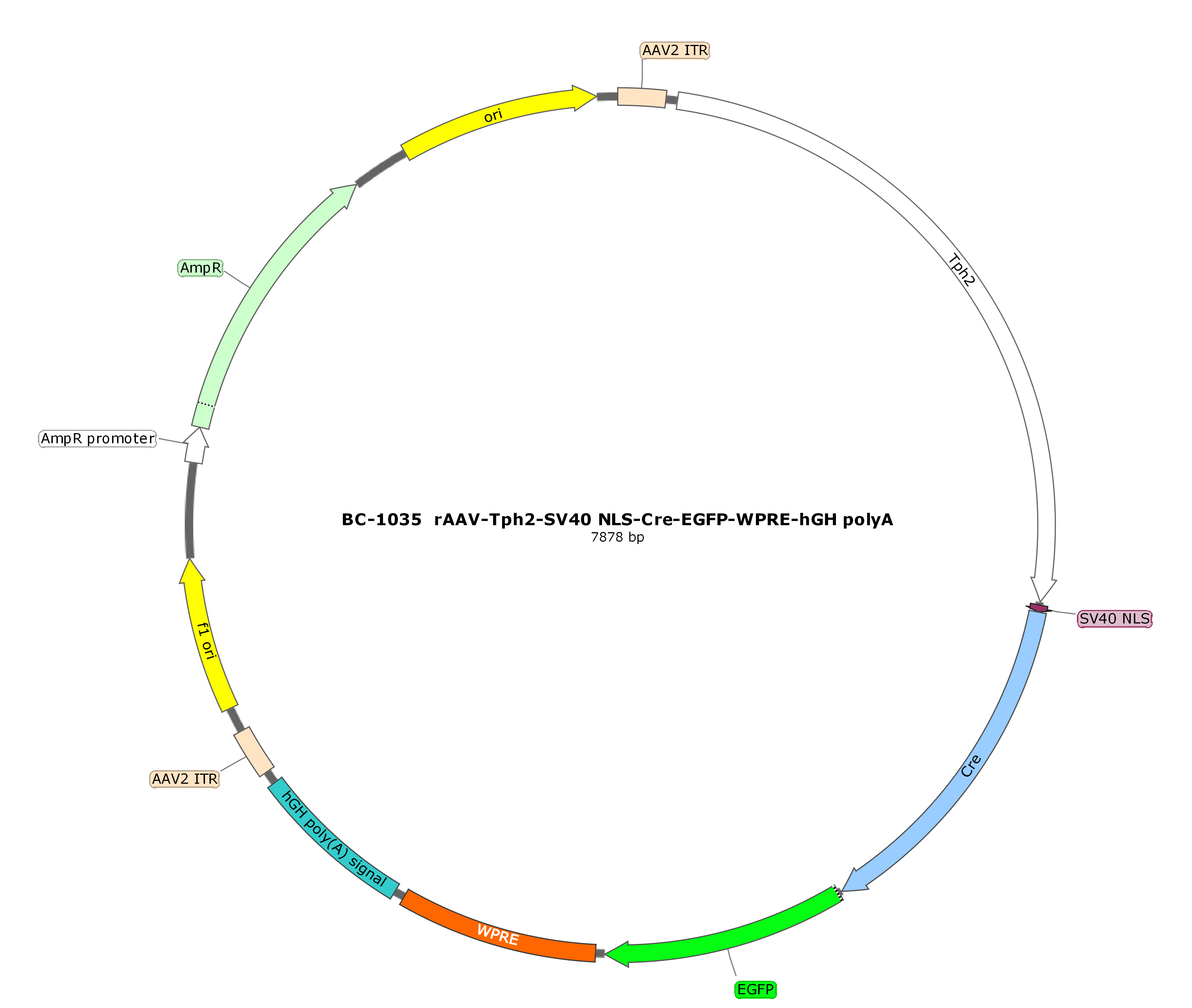 rAAV-Tph2-SV40 NLS-Cre-EGFP