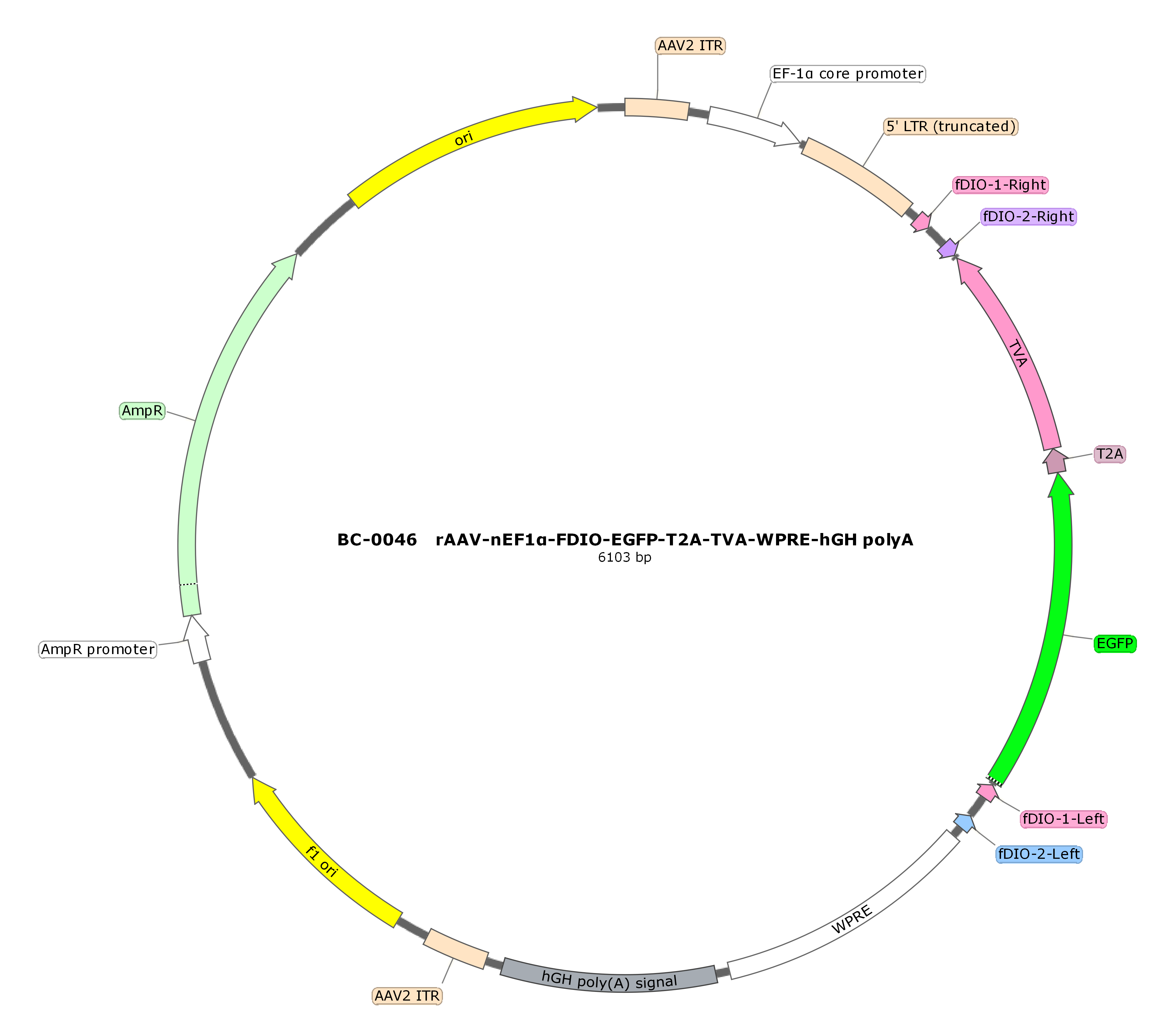 rAAV-nEF1α-FDIO-EGFP-T2A-TVA