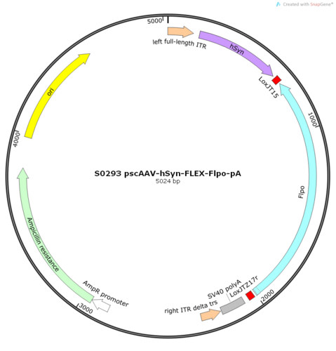 scAAV2/1-hSyn-FLEX-Flpo-pA