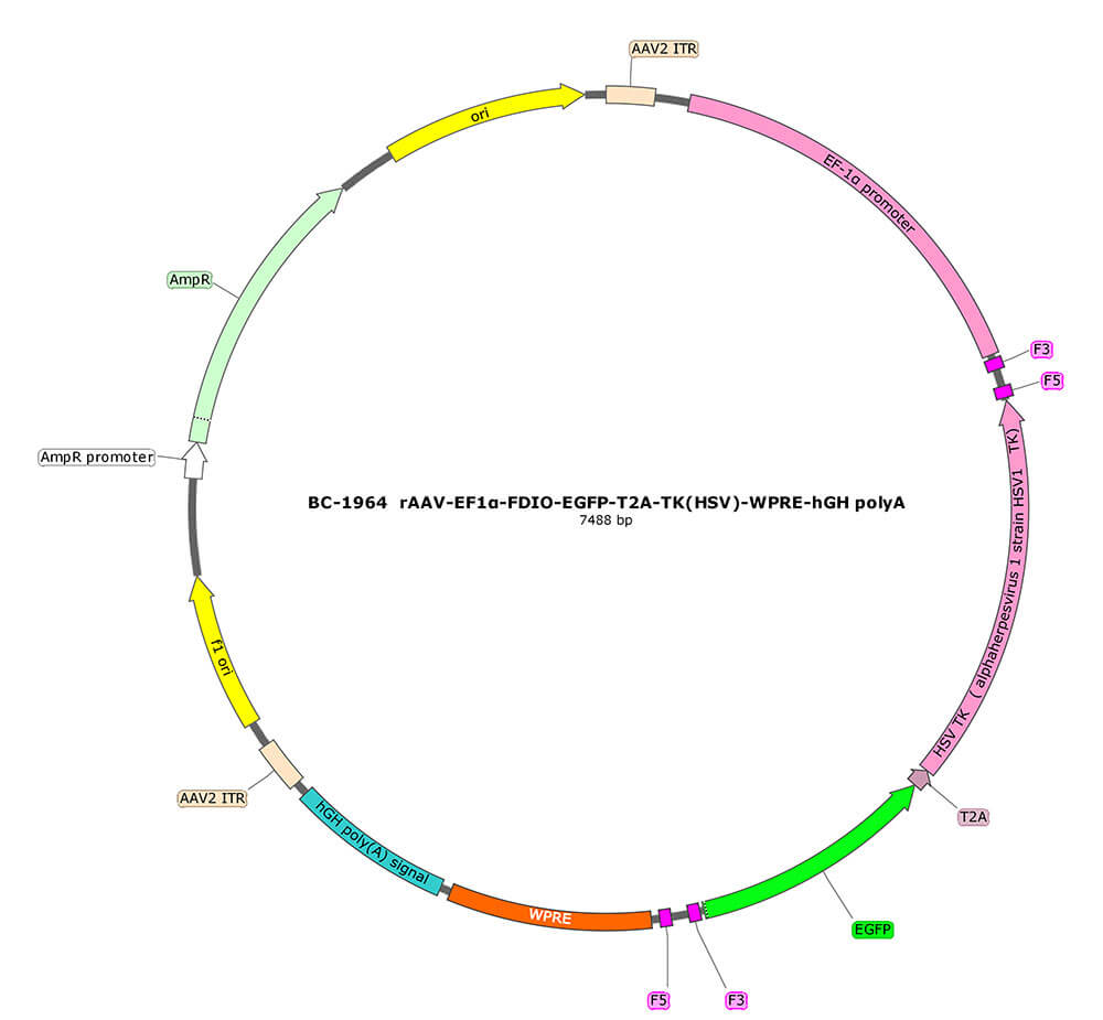 rAAV-EF1α-FDIO-EGFP-T2A-TK(HSV)