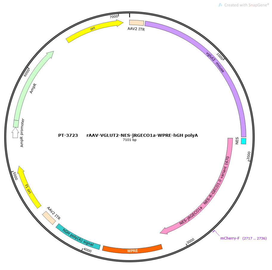 rAAV-VGLUT2-NES-jRGECO1a-WPRE-hGH polyA