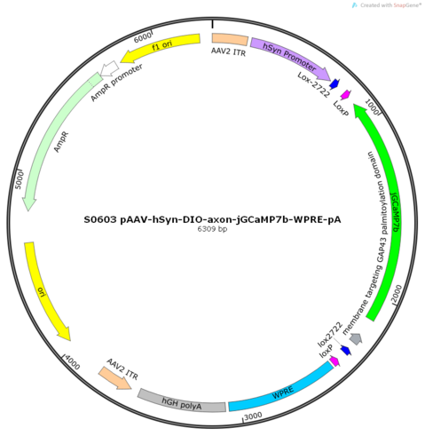AAV2/9-hSyn-DIO-jGCaMP7b.Membr-WPRE-pA