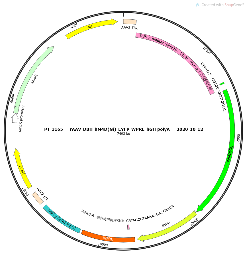 rAAV-DBH-hM4D(Gi)-EYFP-WPRE-hGH polyA