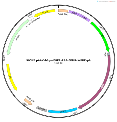 AAV2/9-hSyn-EGFP-P2A-IVMR-WPRE-pA