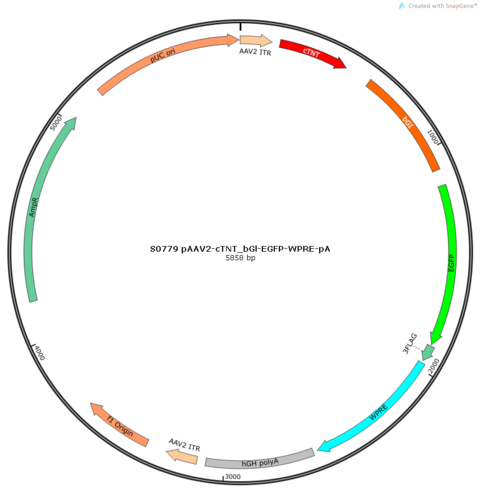 AAV2/9-cTNT_bGl-EGFP-WPRE-pA