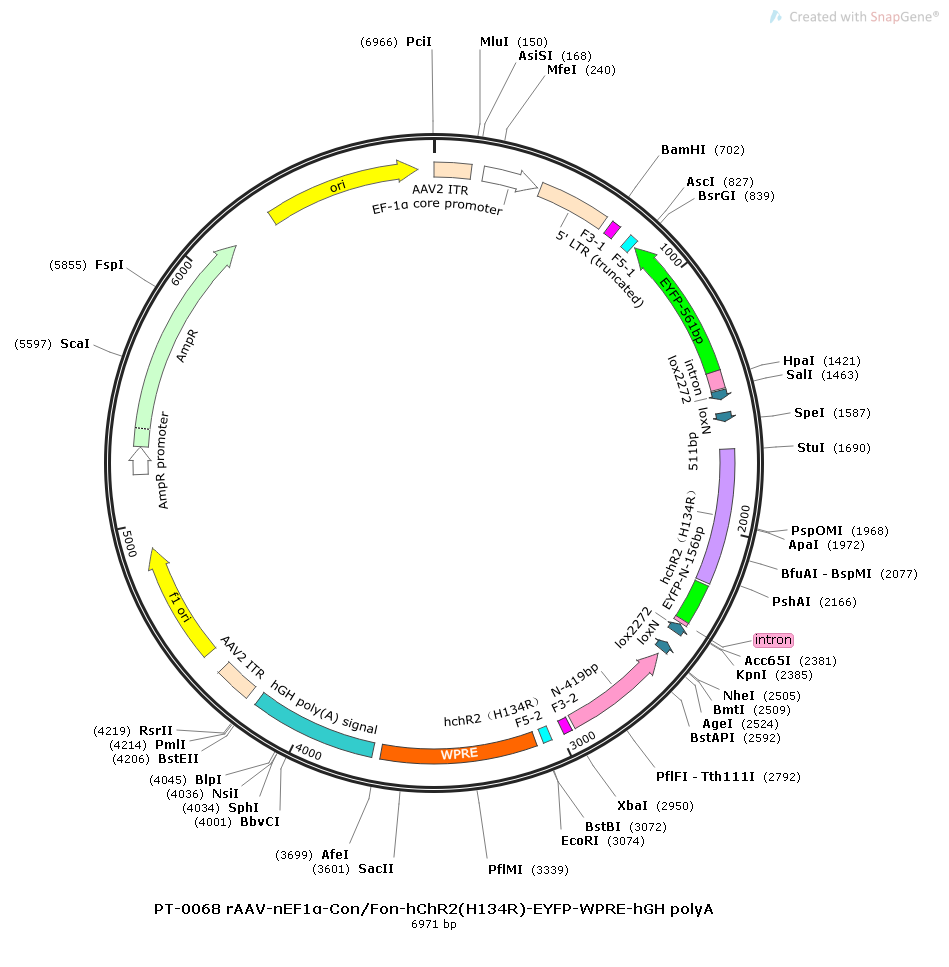 rAAV-nEF1α-Con Fon-hChR2(H134R)-EYFP-WPRE-hGH polyA