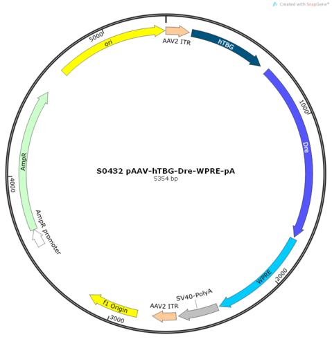 AAV2/8-hTBG-Dre-WPRE-pA