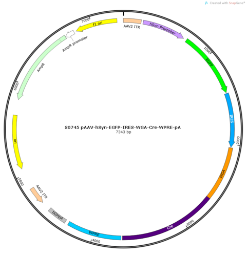 AAV2/9-hSyn-EGFP-IRES-WGA-Cre-WPRE-pA