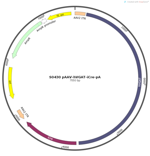 AAV2/9-hVGAT-iCre-pA