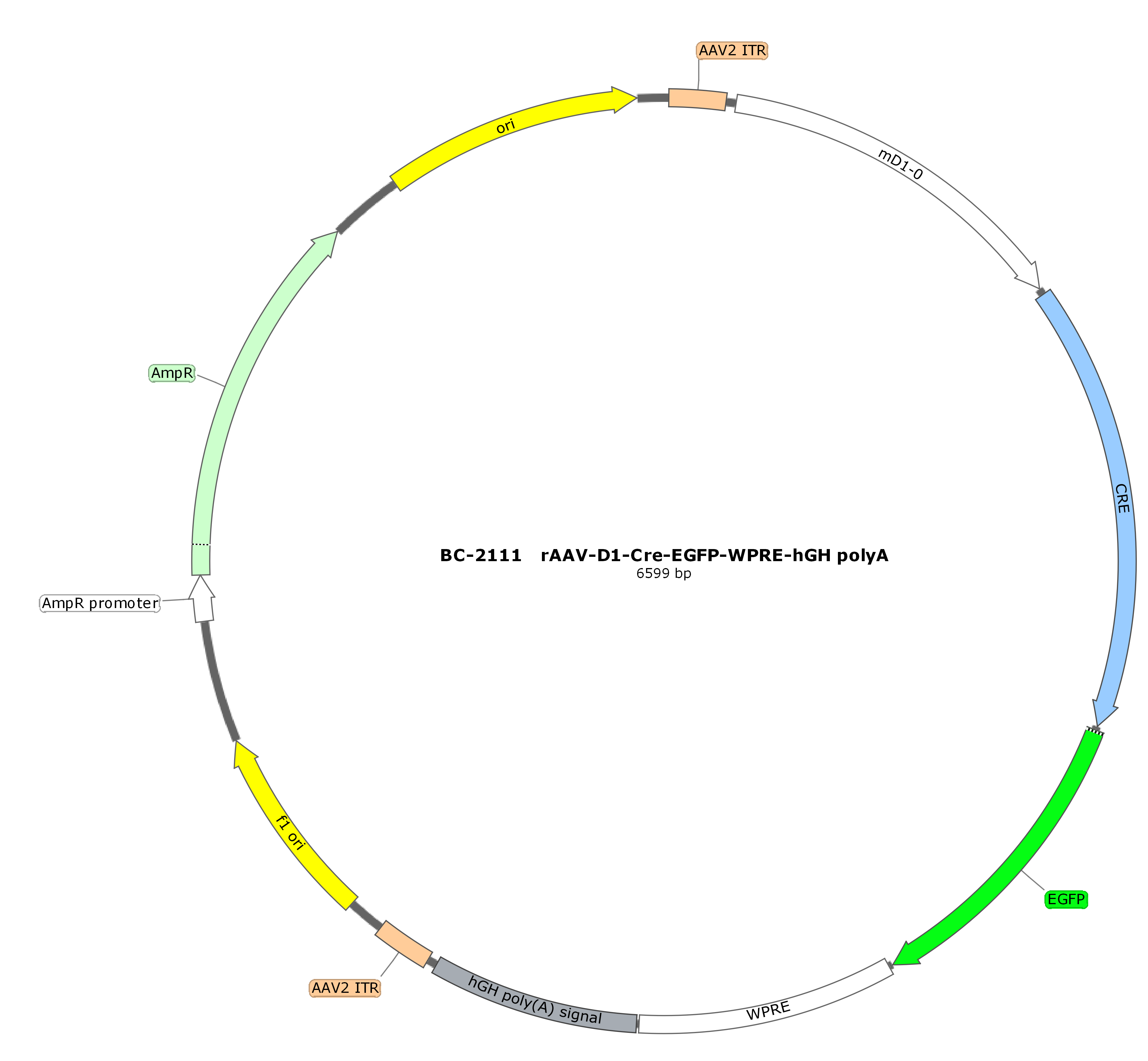 rAAV-D1-CRE-EGFP-WPRE-hGH polyA
